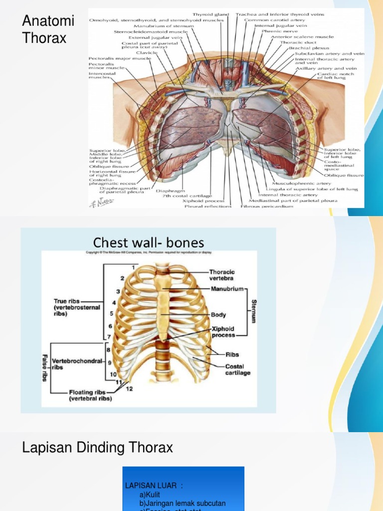 Anatomi Thorax Biology Diagrams