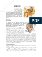 Histologia-Aparato-Reproductor-Masculino-y-Femenino.docx