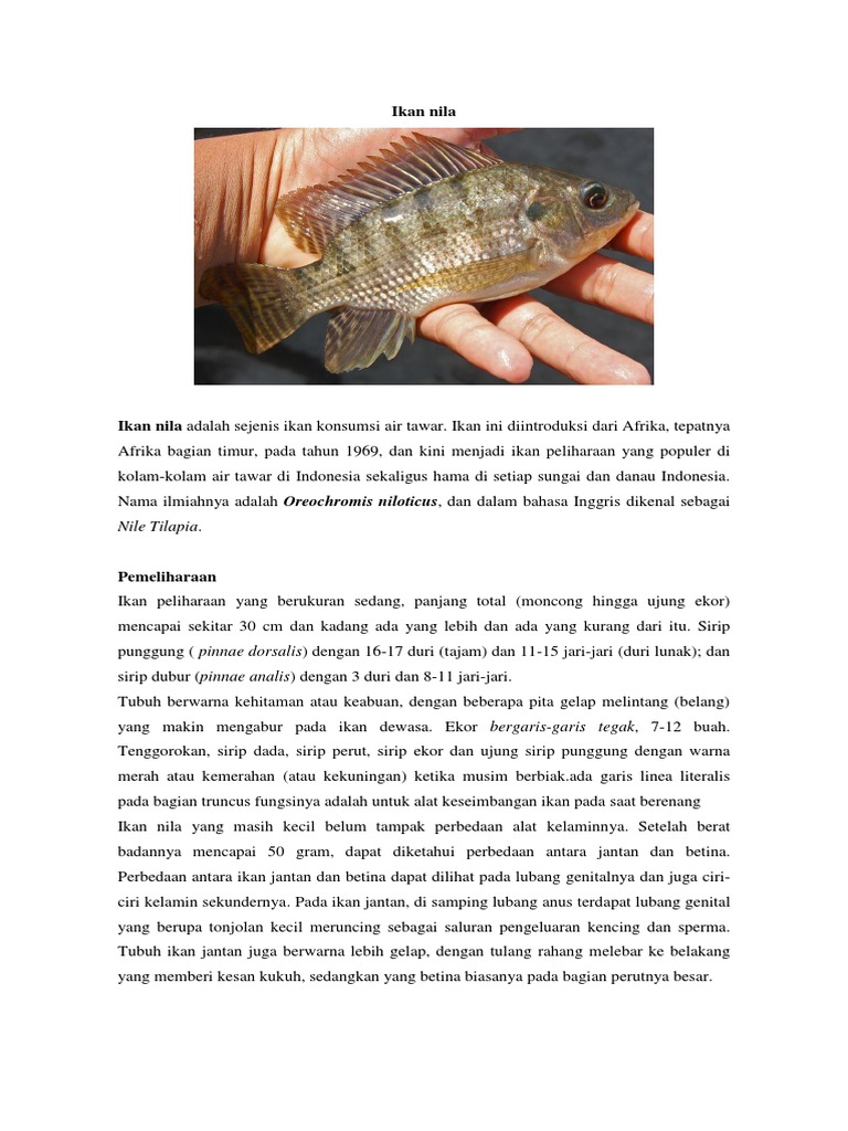 Perbedaan Ikan Nila Dan Ikan Mas