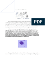 Morfologi Giardia Lamblia