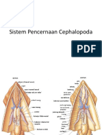 Sistem Pencernaan Cephalopoda Dan Hasil Pengamatan