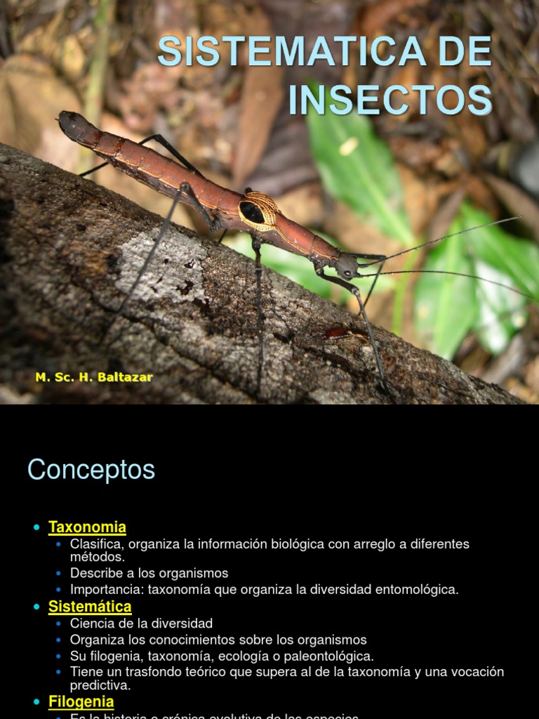 Taxonomía y Filogenia de Insectos | PDF | Taxonomía (biología) | Insectos