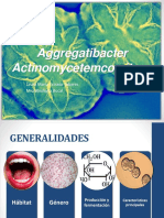 Aggregatibacter