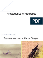 Biologia PPT - Aula 1 - Protozoários e Protoozes