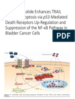 Andrographolide Enhances TRAIL Induced Apoptosis via p53-Mediated Death