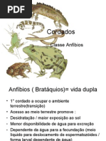 Biologia PPT - Aula 8 - Anfíbios