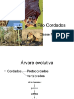 Biologia PPT - Aula 11 - Mamiferos