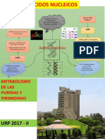 1.Purinas y Pirimidinas BD 1