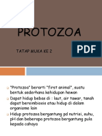 2a. Protozoa