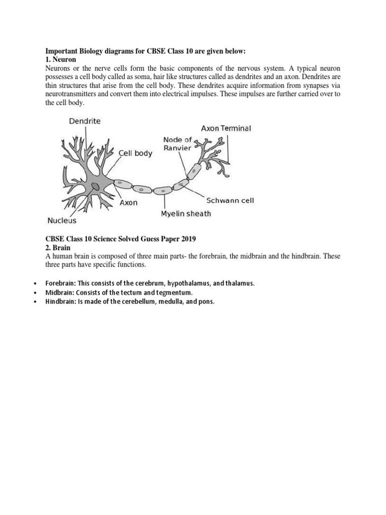 Important Biology Diagrams For CBSE Class 10 Are Given Below: 1. Neuron ...