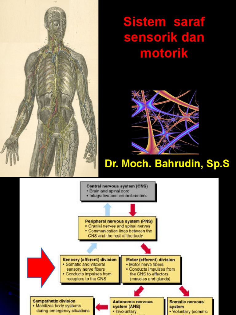 Sistem Saraf Motorik Sensorik | PDF | Neuroanatomy | Neuroscience