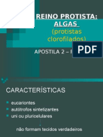 Biologia PPT - Reino Protista - Algas