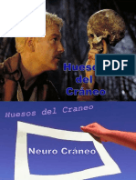 Huesos Del Craneo