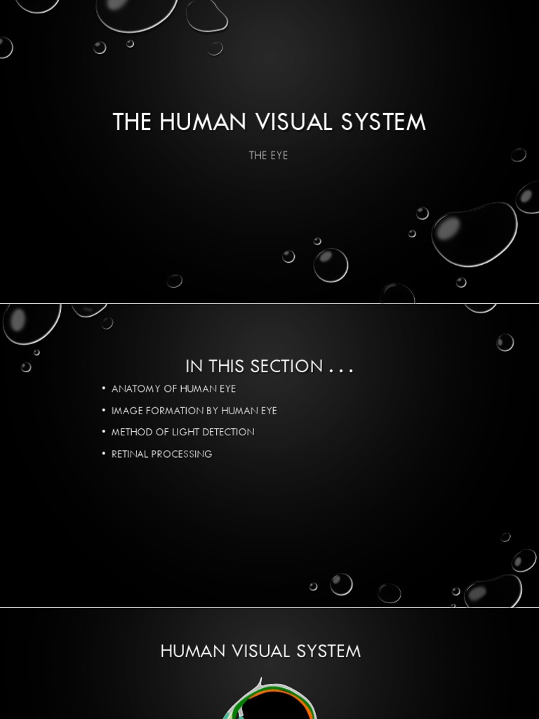 Functions of the Human Eye Explained | PDF | Human Eye | Retina