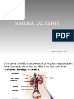 Biologia PPT - Sistema Excretor