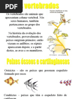Biologia PPT - Vertebrados