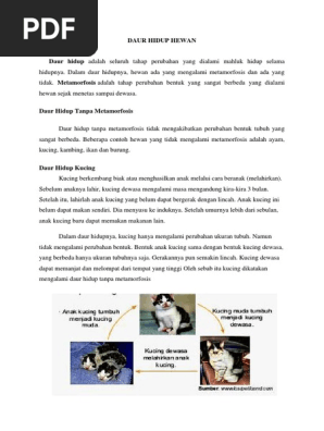 Daur Hidup Hewan Docx