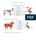 Animale Schelet, Organe Majore