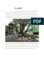 Fig Tree Roots Guide