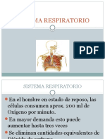 Sistema respiratorio: estructura y función