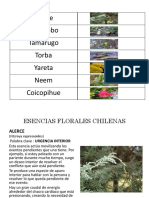 BN Alerce, Algarrobo, Tamarugo, Torba, Yareta, Neem, Coicopihue PDF