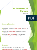 Life Processes of Humans-Breathing