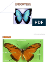 lepidoptera_II.pptx