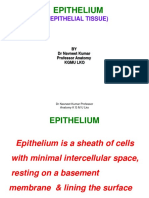 Epithelium: (Epithelial Tissue)