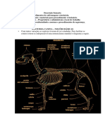 Anatomia Canina Noções Básicas (1)
