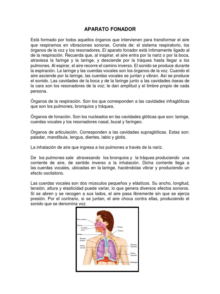 El aparato fonador: órganos y mecanismo de la producción vocal | PDF ...