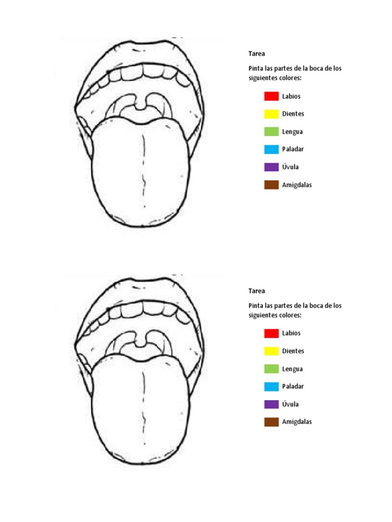 Partes de la Boca para Colorear | PDF | Artes del Lenguaje y ...