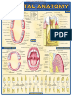 [Rich_Marino]_BarCharts_QuickStudy_Dental_Anatomy(z-lib.org).pdf