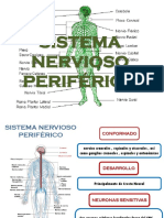 SISTEMA NERVIOSO PERIFÉRICO.pptx