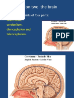 Brain Stem