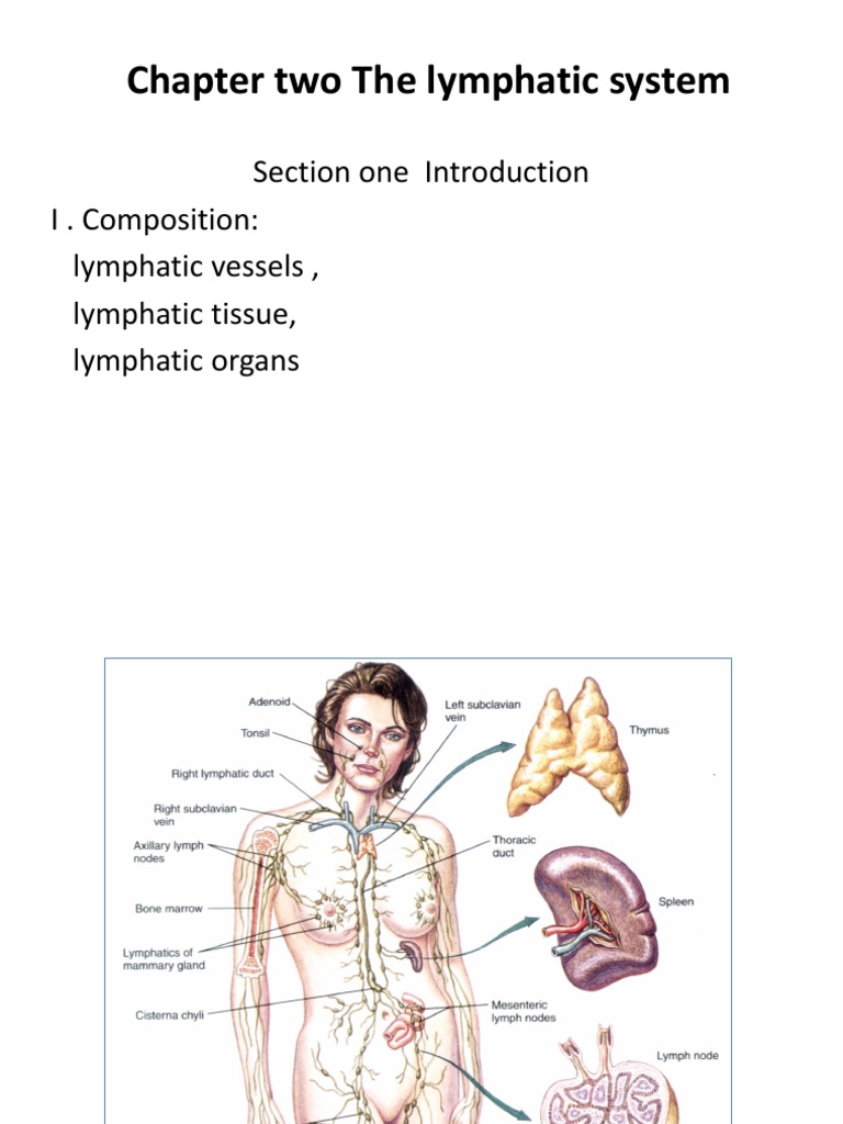 Lymphatic System Lymphatic System Angiology