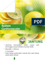 System Cardiovasculer