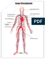 Sistema Circulatorio para Imprimir PDF
