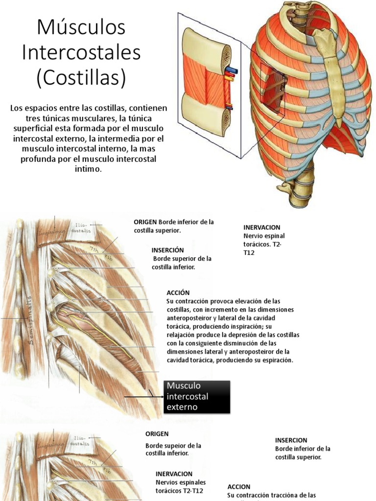 Músculos Intercostales: Funciones y Estructura | PDF | Tórax | Tejido suave