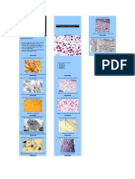 Biologia - Prova Prática - Histologia II