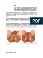 Anatomía Del Periné