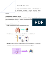 Órganos Del Sistema Inmune