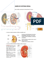 Copia de Seguridad de EXAMEN RENAL