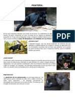 Pantera negra: hábitat, dieta y reproducción