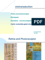 Phototransduction: Retina and Photoreceptor Rhodopsin Excitation - Recovery/adaptation