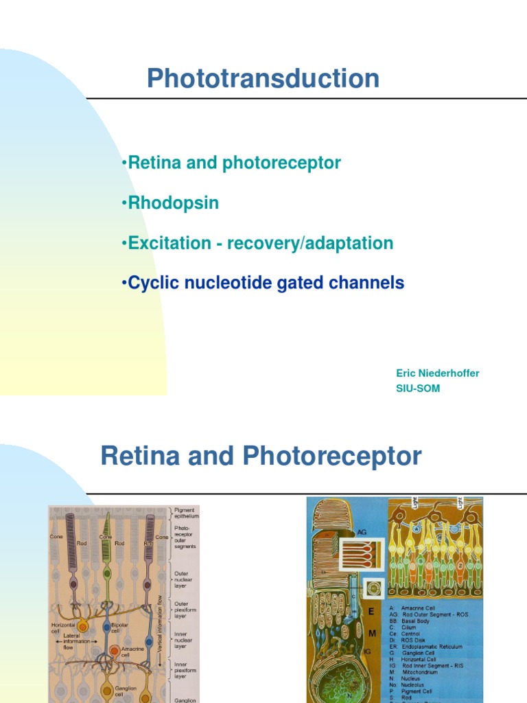 Phototransduction: Retina and Photoreceptor Rhodopsin Excitation ...