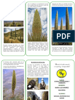 Puya Raimondi o Titanca