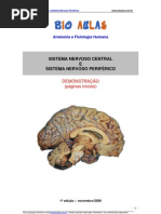Biologia - Sistema Nervoso Central Perifárico Demo