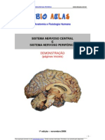 Biologia - Sistema Nervoso Central Perifárico Demo