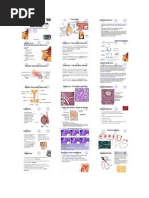 Biologia - Sistema Reprodutor Masculino