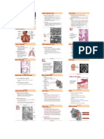 Biologia - Sistema Respiratório